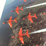 THE RED ARROWS : THIRTY YEARS OF BRILLIANCE