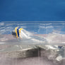 DIE-CAST MODEL — 🇬🇧 British Air Ferries — Aviation Traders ATL-98 Carvair — Limited Edition — 1:200 — WITH ORIGINAL BOX —